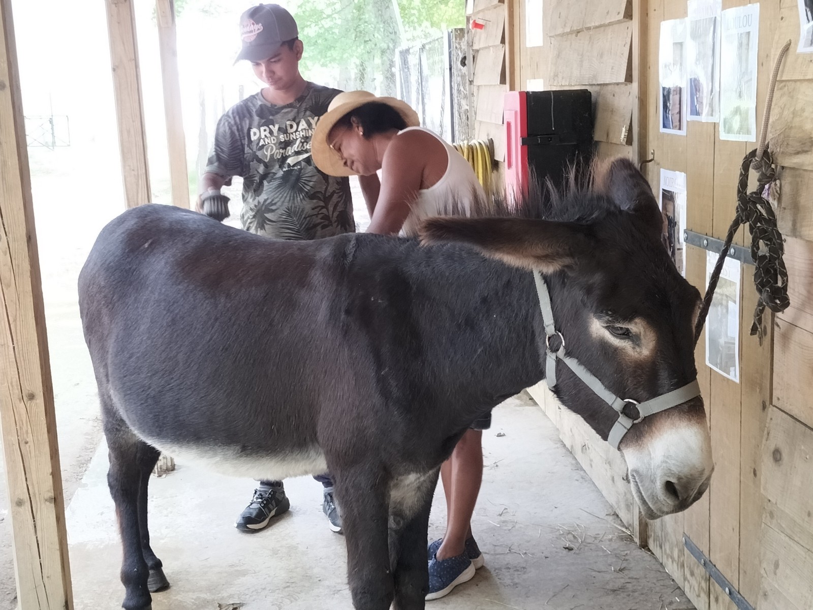 Visite et activites a la ferme de la montjoie 53 